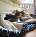 Learn to prevent cancer in cats with these helpful tips. Basic pet care helps keep your animals healthy and free of cancer.